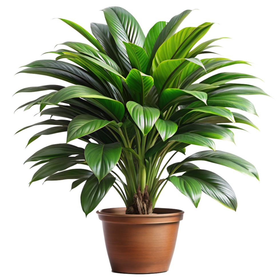 Lush Green Dracaena Plant in a Brown Pot Beautiful Houseplant Indoor Gardening png