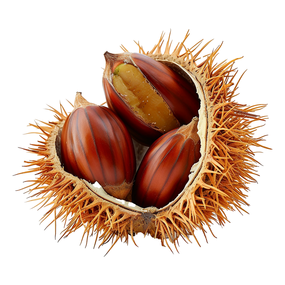 Closeup of Three Shiny Brown Chestnuts Inside Spiky Bur Shell Autumn Harvest png