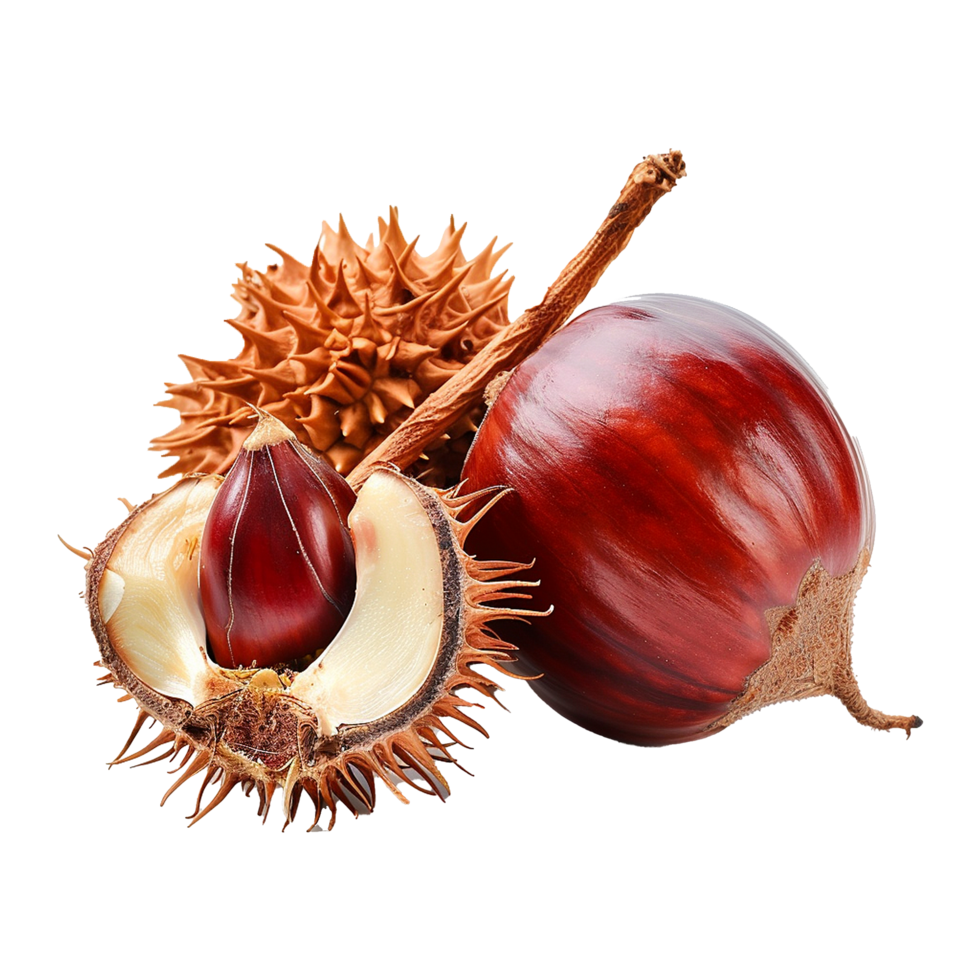 Closeup of Shiny Red Chestnuts with Spiky Husks and Brown Stem png