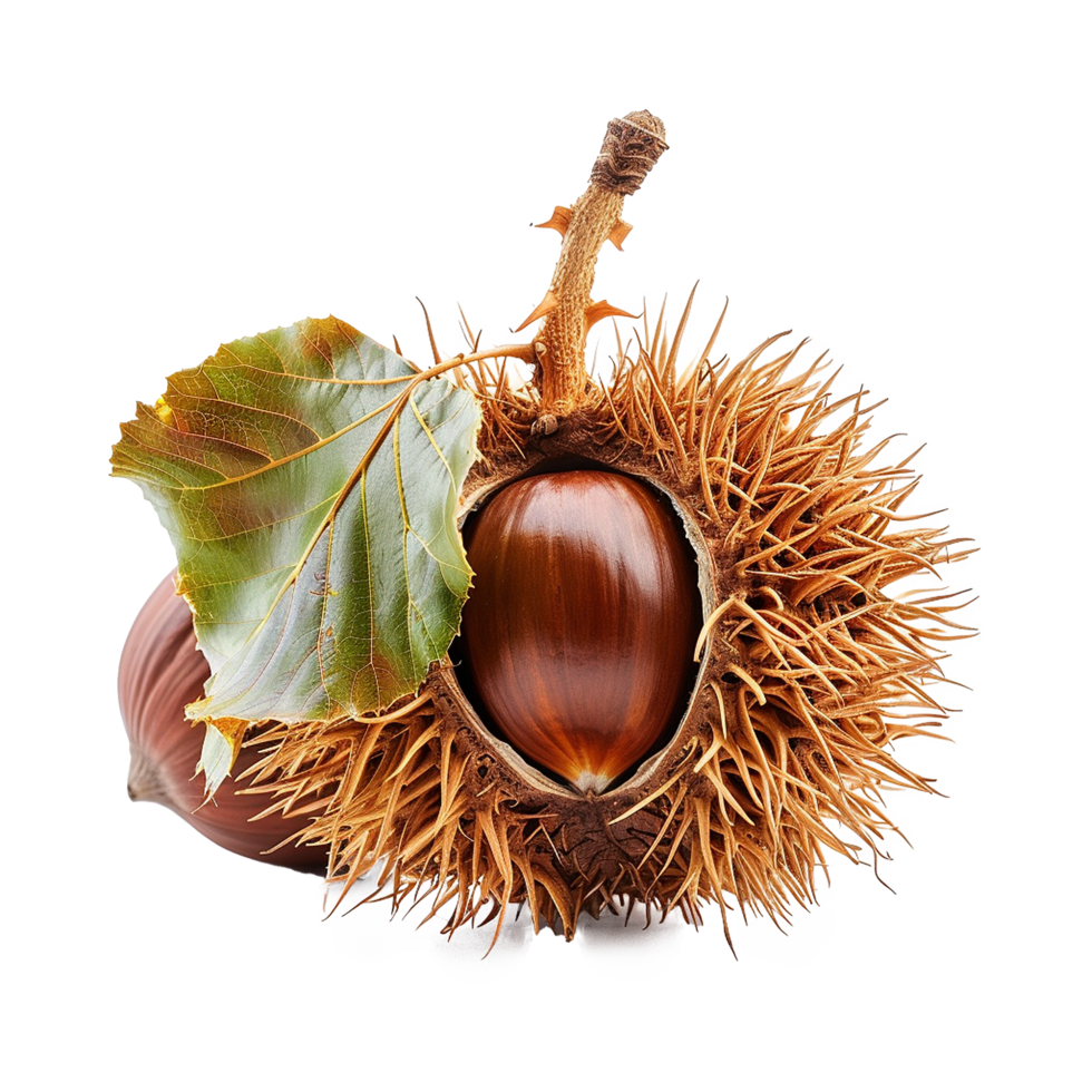 Closeup of a single ripe chestnut still in its spiny burr with a leaf visible autumn harvest png