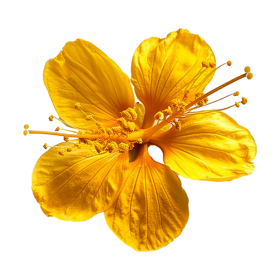 Closeup of a Vibrant Yellow Hibiscus Flower with Detailed Petals and Stamens png