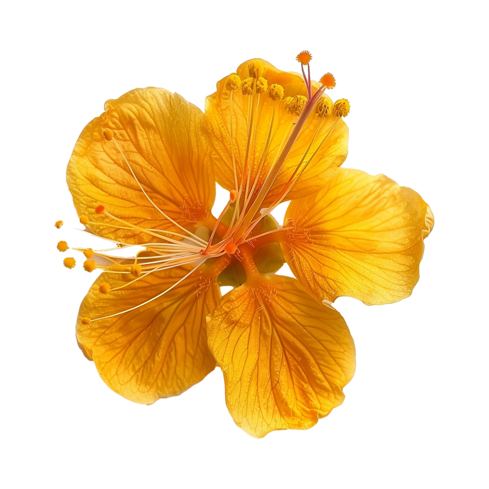 Closeup View of a Vibrant Golden Yellow Hibiscus Flower with Intricate Details of Petals and Stamens png