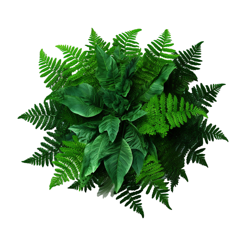 Aerial View of Lush Green Foliage Featuring Ferns and Broad Leaves png