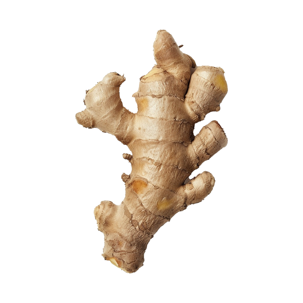 A Single Piece of Fresh Ginger Root with Visible Rhizomes and Knots png