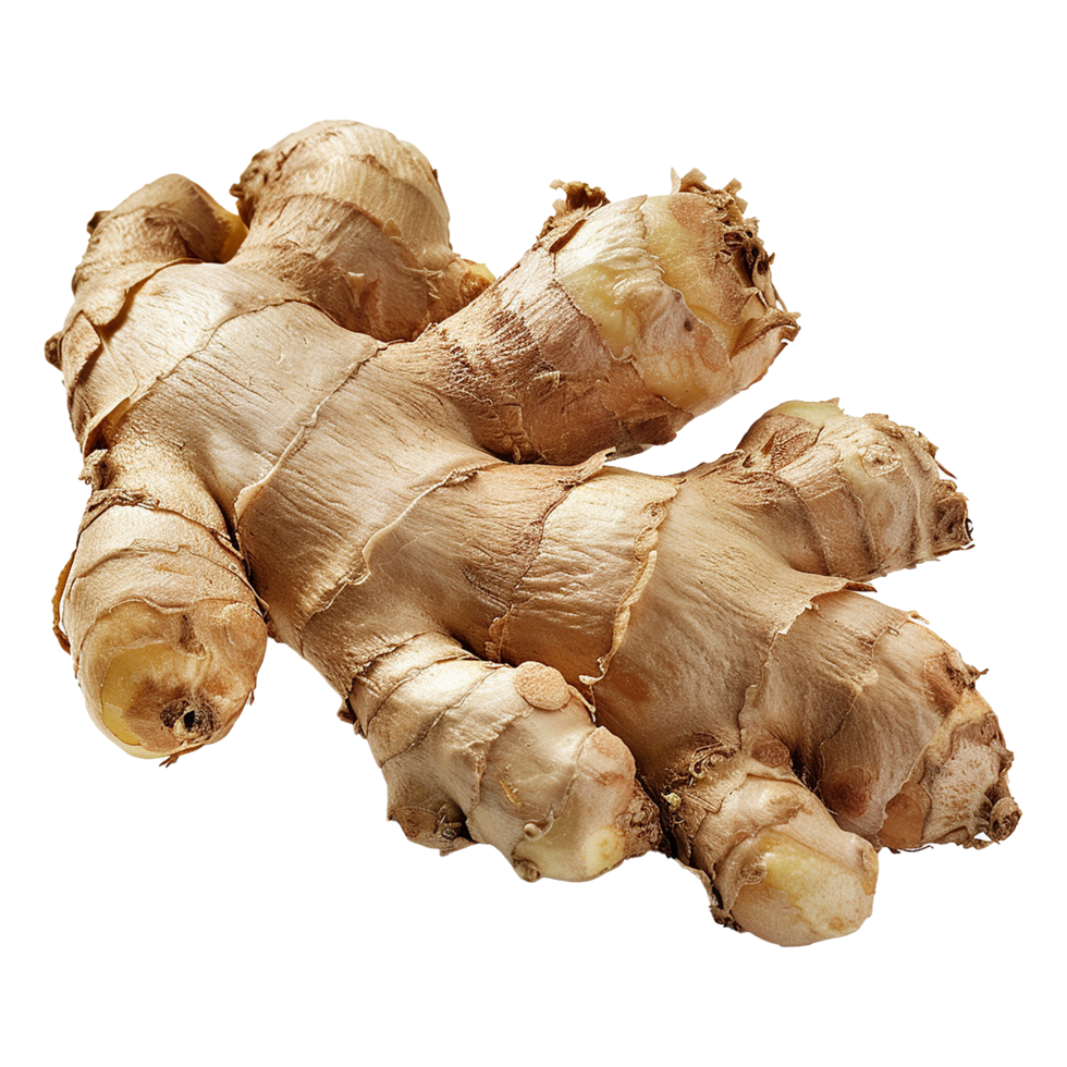 High resolution image of a fresh ginger root showing its knobbly texture and light brown color a healthy spice with many culinary and medicinal uses png