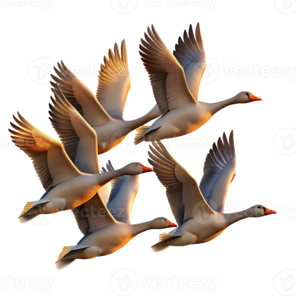 dramatic artistic A Flock of Migrating Geese Flying in V For exclusive png