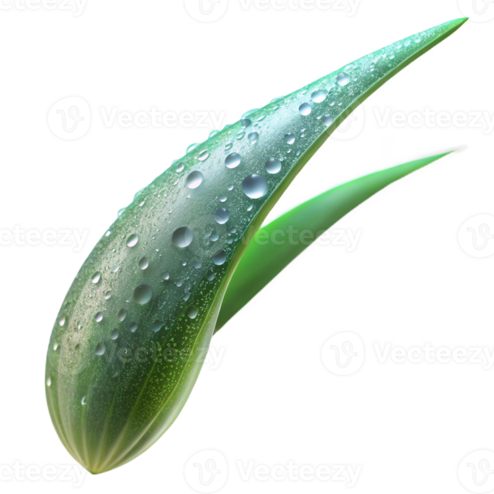 beautiful contemporary Dew-covered Blade of Grass high resolution png