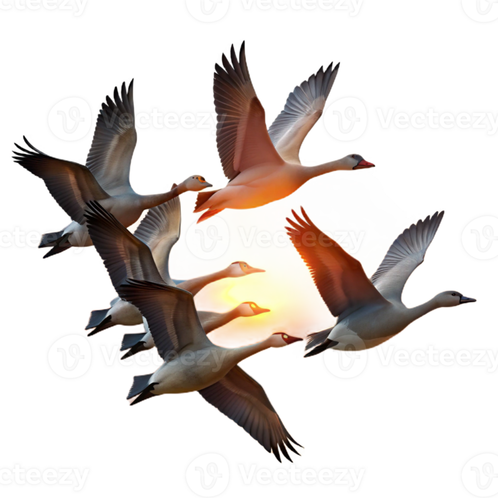 serene abstract A Flock of Migrating Geese Flying in V For exclusive png