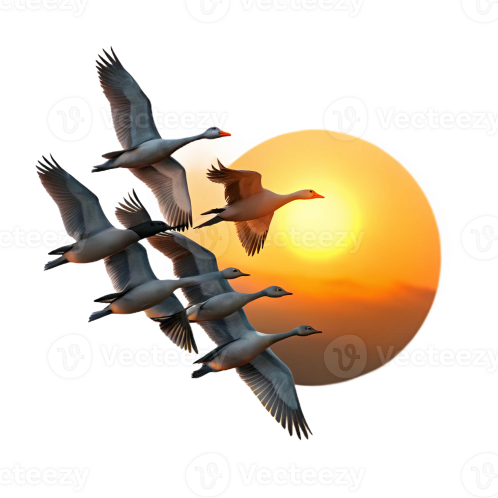 serene classic A Flock of Migrating Geese Flying in V For exclusive png