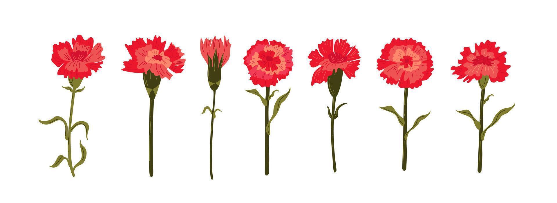 Set of stylized carnation flower. Mother's Day decor. vector