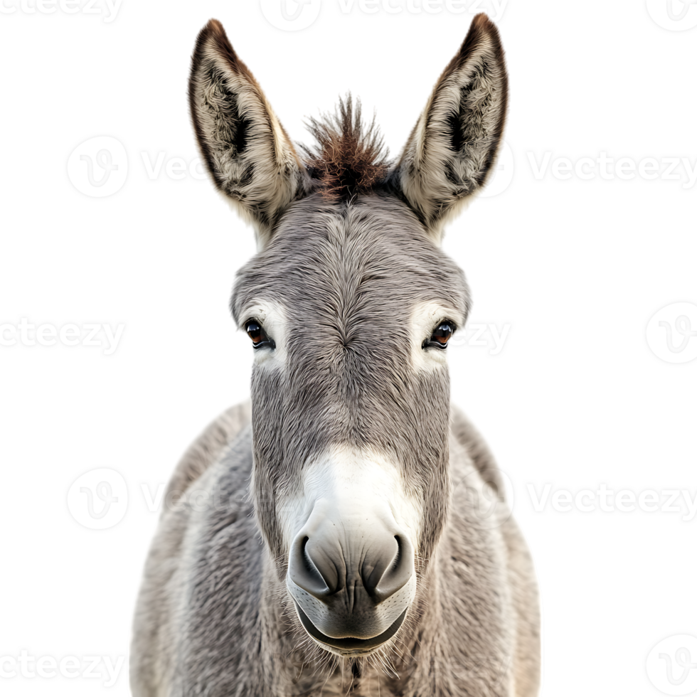 A donkey is looking directly at the camera png