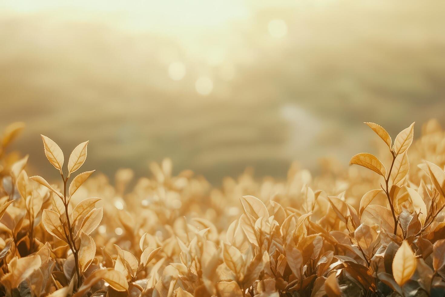 Golden Tea Leaves Bask in Sunlights Embrace photo