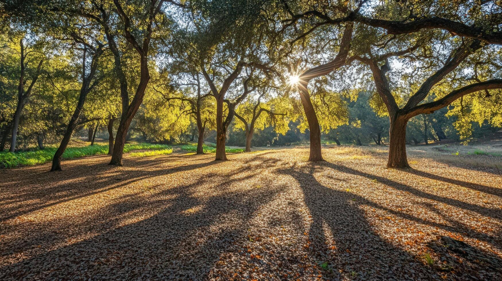 Sunlit Grove Of Trees Casting Long Shadows photo