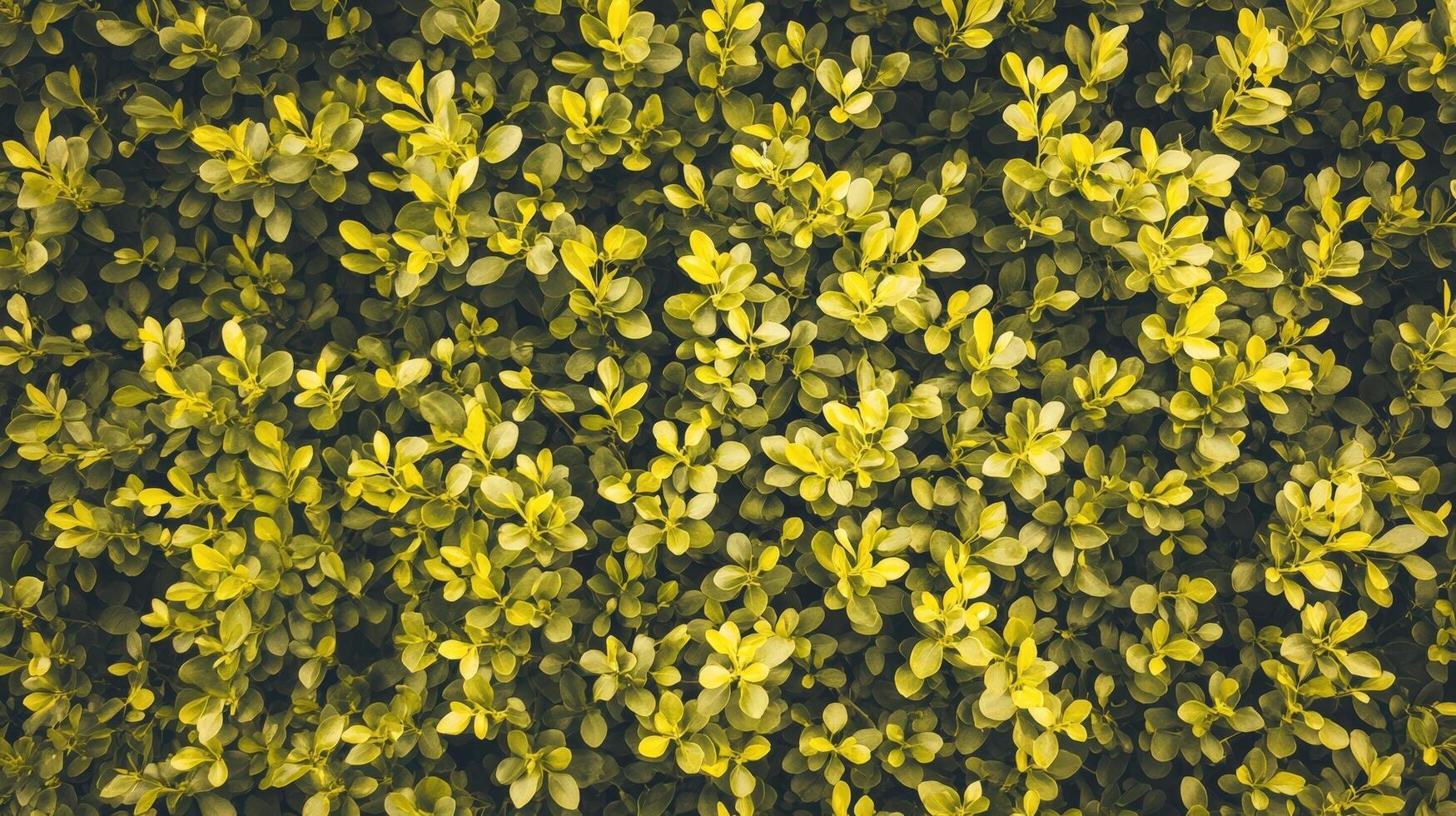 Lush Green Foliage Dense Leaf Texture Background photo