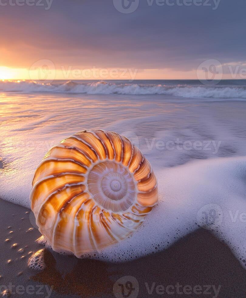 Seashell resting on the sandy beach at sunset photo