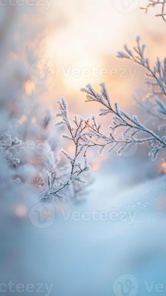 Frosty winter landscape with trees and branches photo