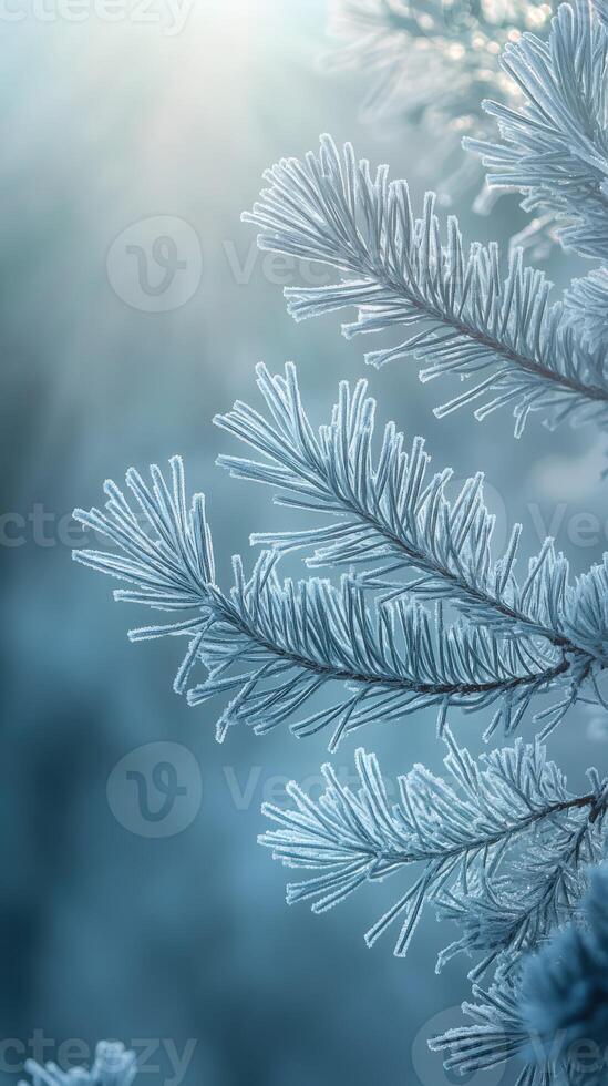 Frosty winter tree branches with sunlight shining through photo