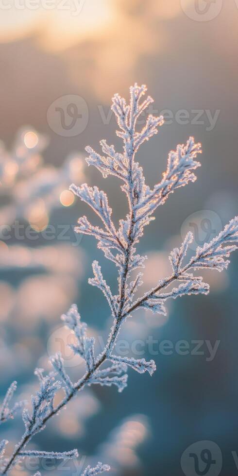 Frosty branches in the morning light photo
