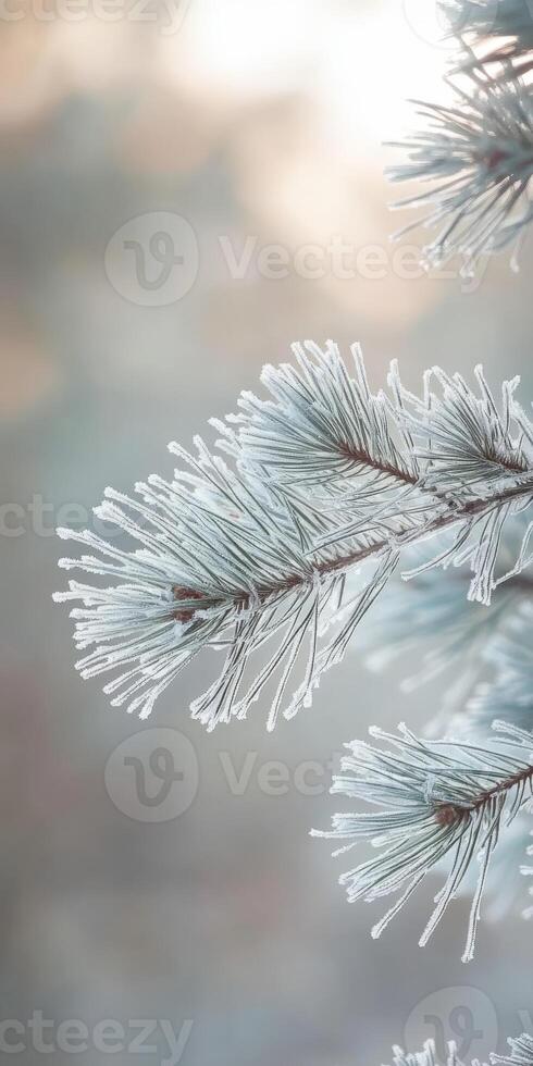 Frosty pine branches with snow on them photo