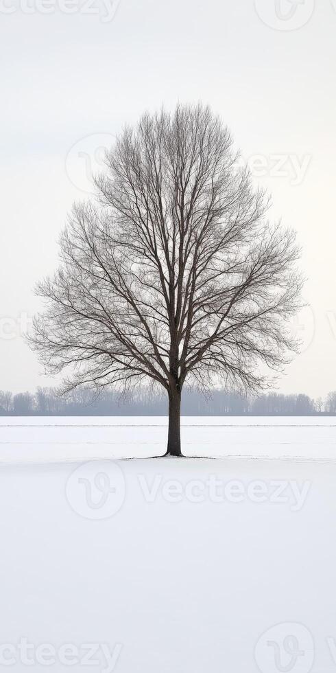 Winter landscape with bare tree photo