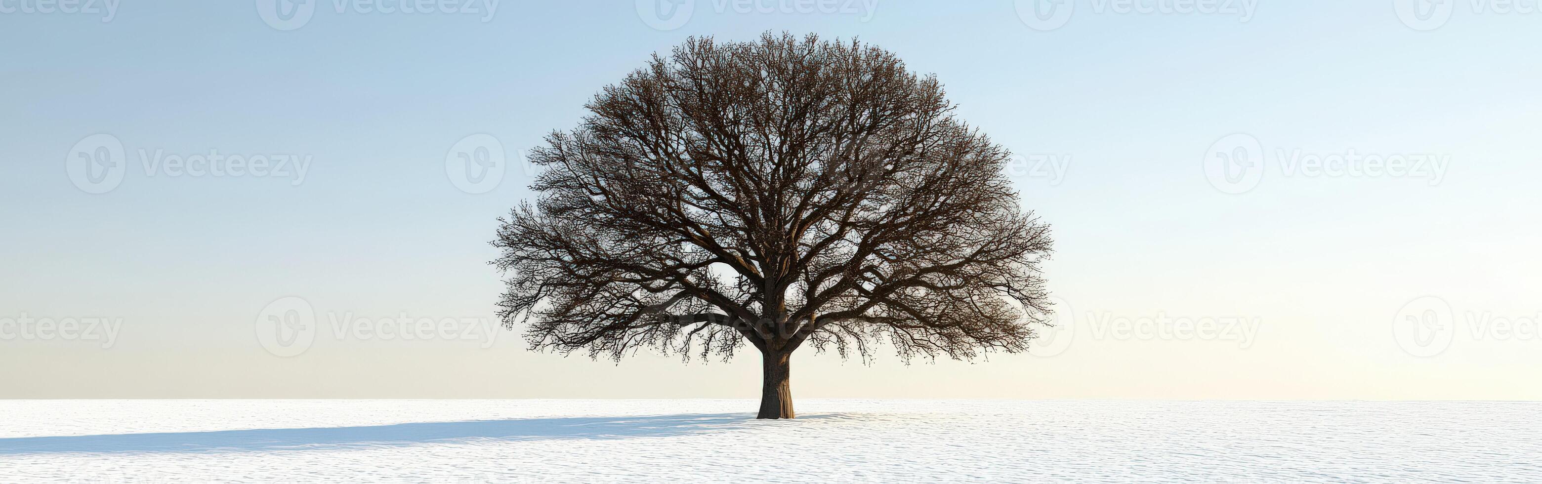 Winter tranquility with a tree photo
