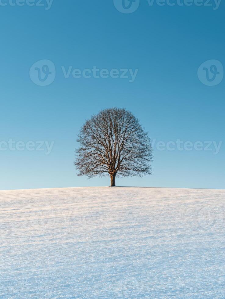 Lone tree on a snowy hill photo