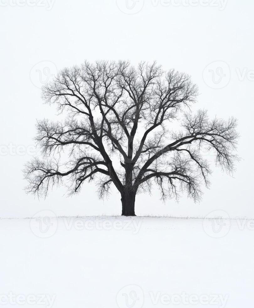 A lone tree stands in the middle of a snowy field photo