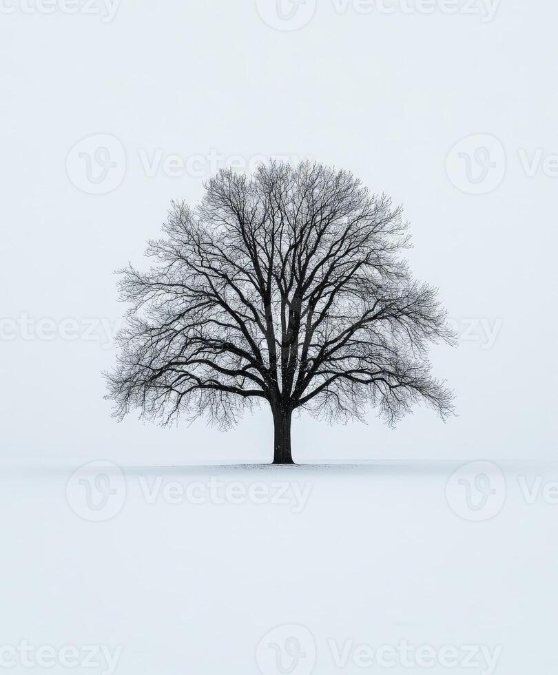 Lone tree standing in snow photo