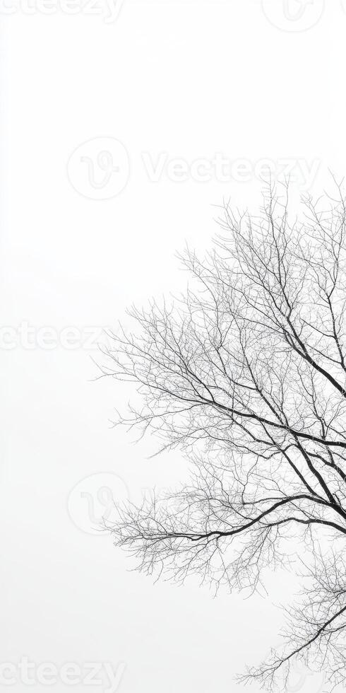 Bare branches against soft sky photo