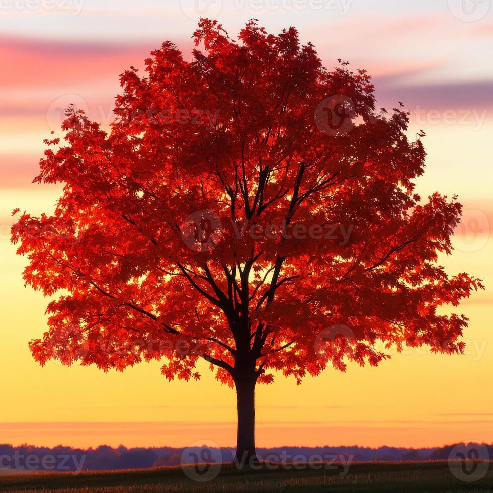 A tree with red leaves photo