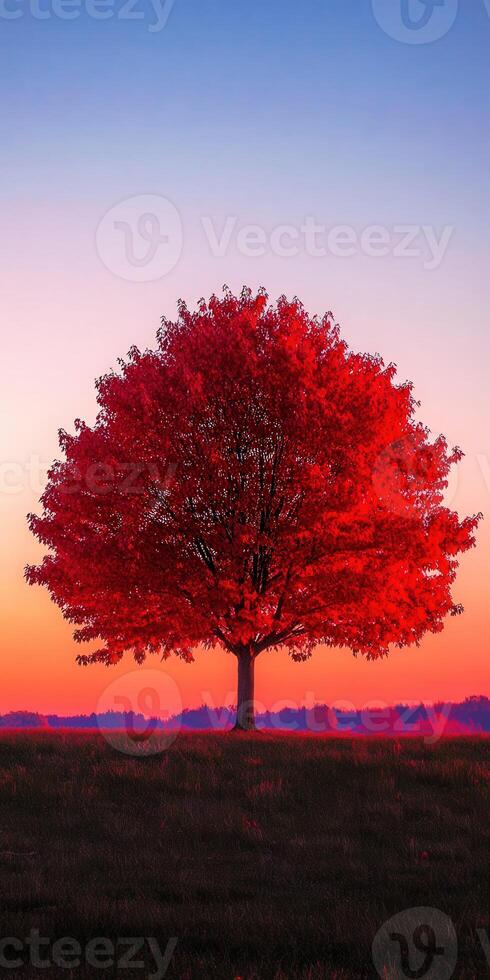 A red tree stands in a field at sunset photo