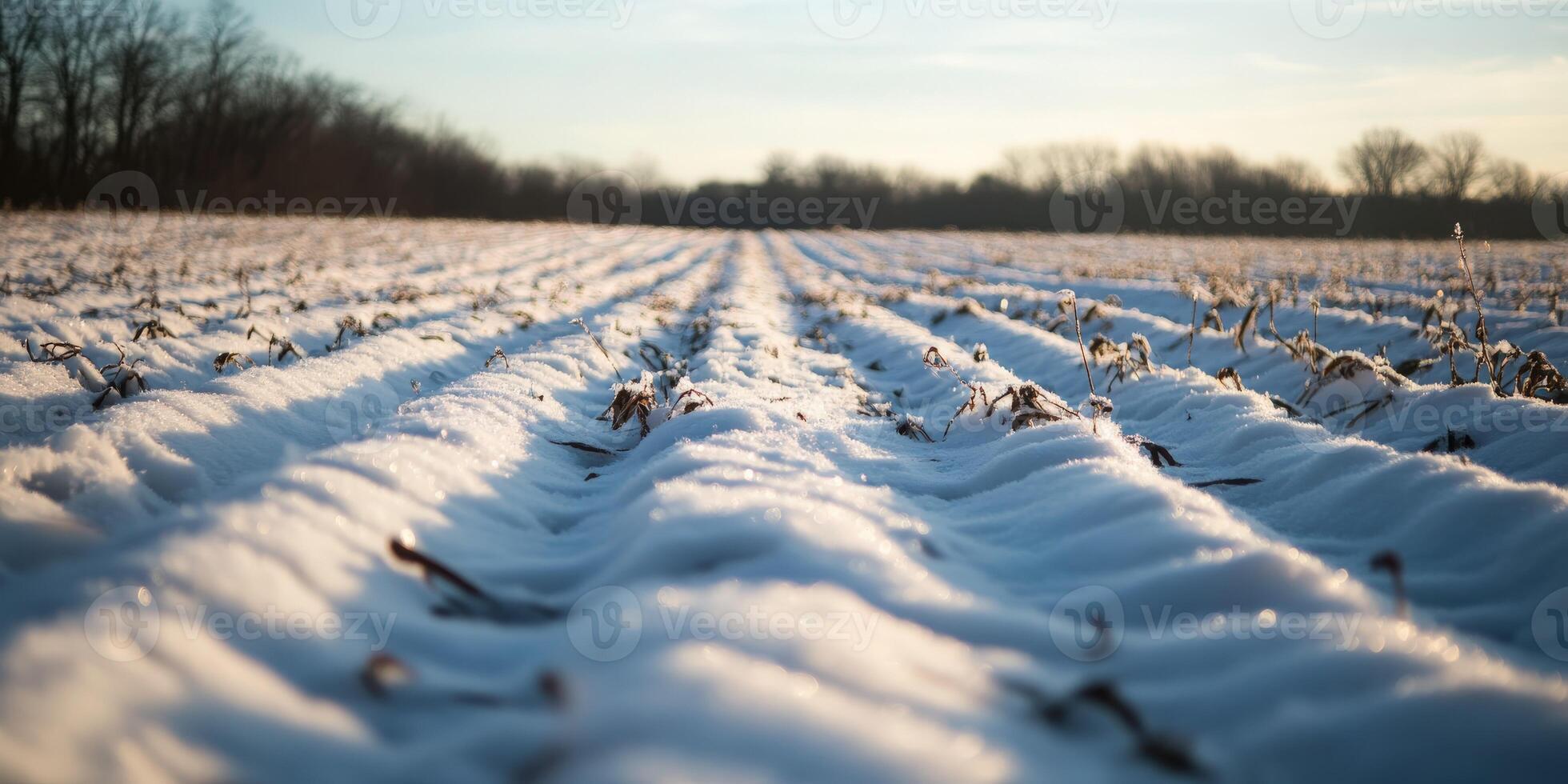 A field of snow covered crops in the middle of the day photo