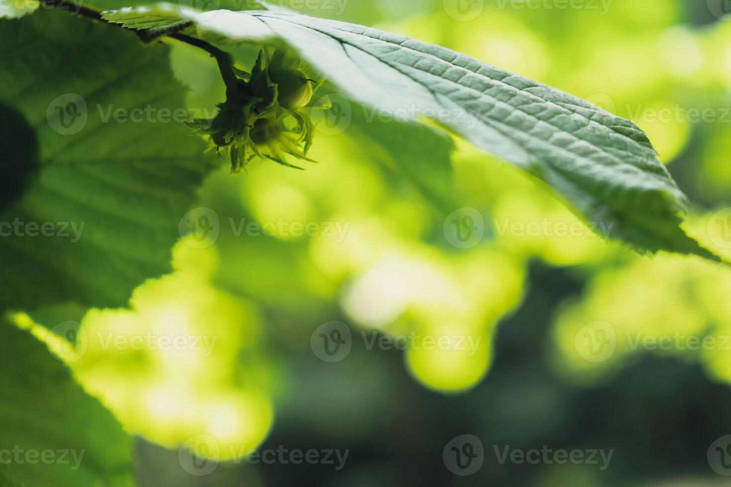 Large hazelnuts grow in the forest on green bush. Nuts Food for brain, healthy natural organic wild grown wild harvested. Seasonal sustainable countryside harvest farm cobnuts with leaves in garden. Background of growing nuts photo