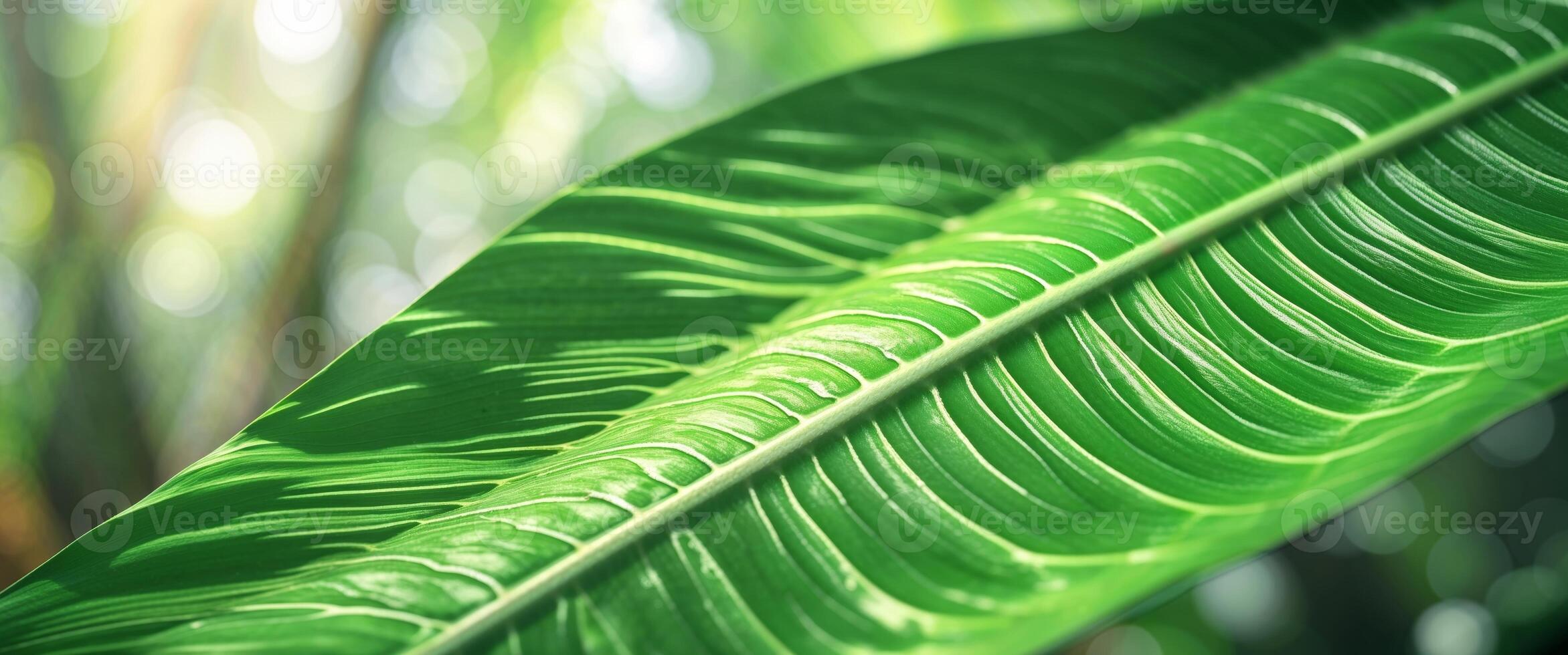 A close up of a green leaf with a blurry background photo