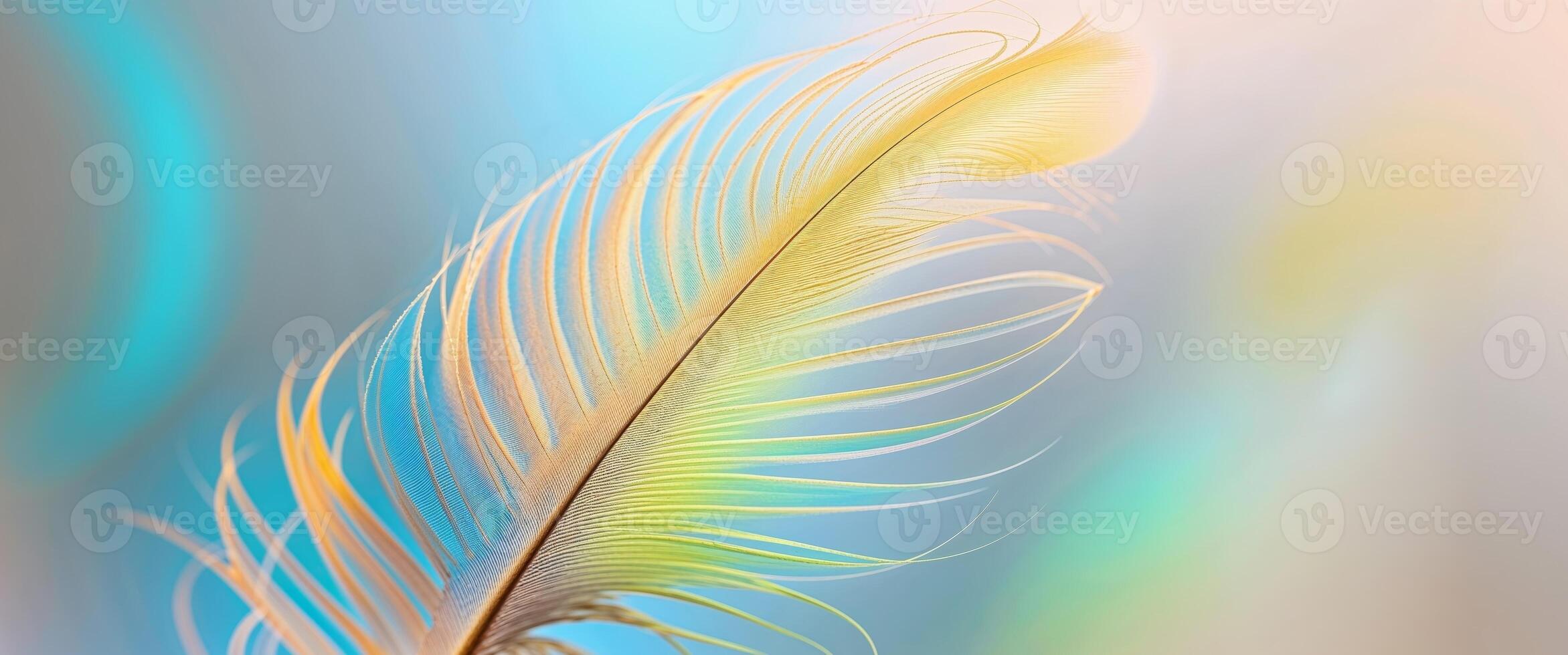 Feather feather feather feather feather feather feather feather feather feather feather feather feather feather feather feather feather feather photo