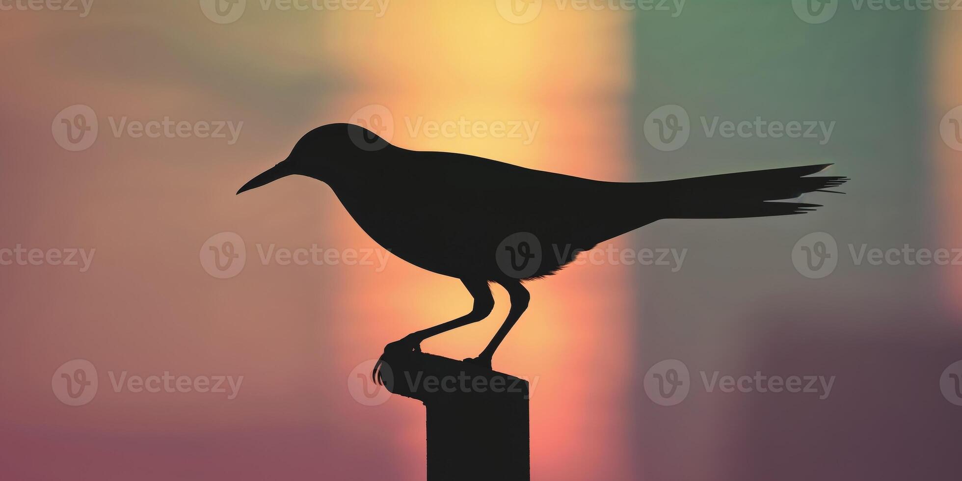 Silhouette of bird in sunlit urban setting with shadows. photo