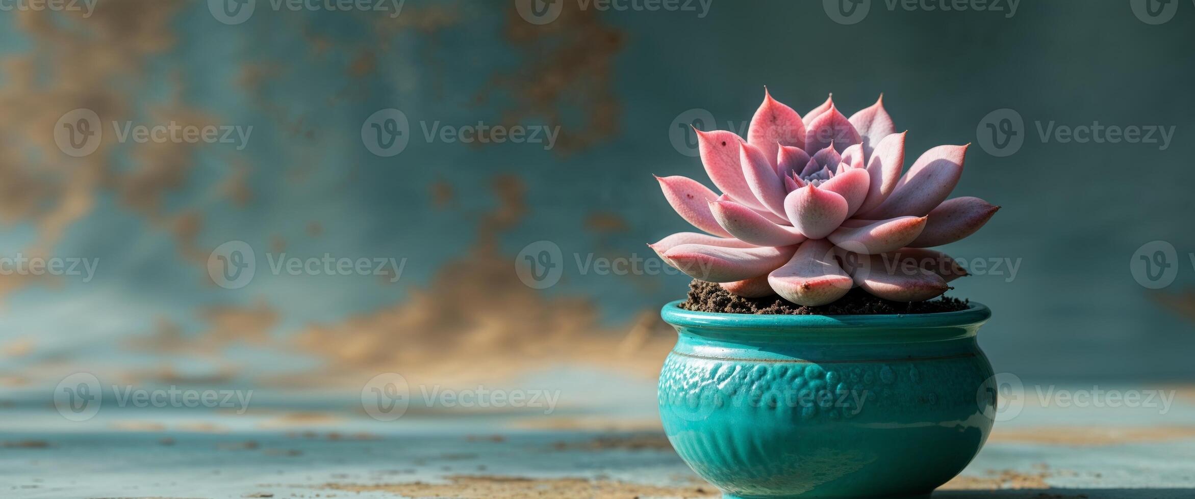 Pink Succulent in Teal Pot on a Textured Background. photo