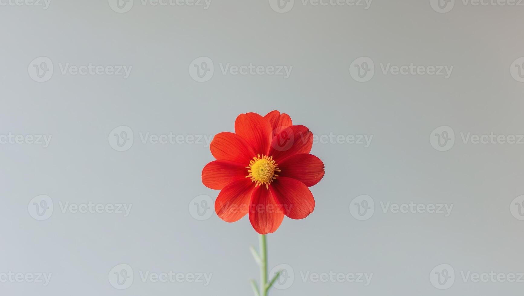 there is a close up of a red flower with yellow center photo