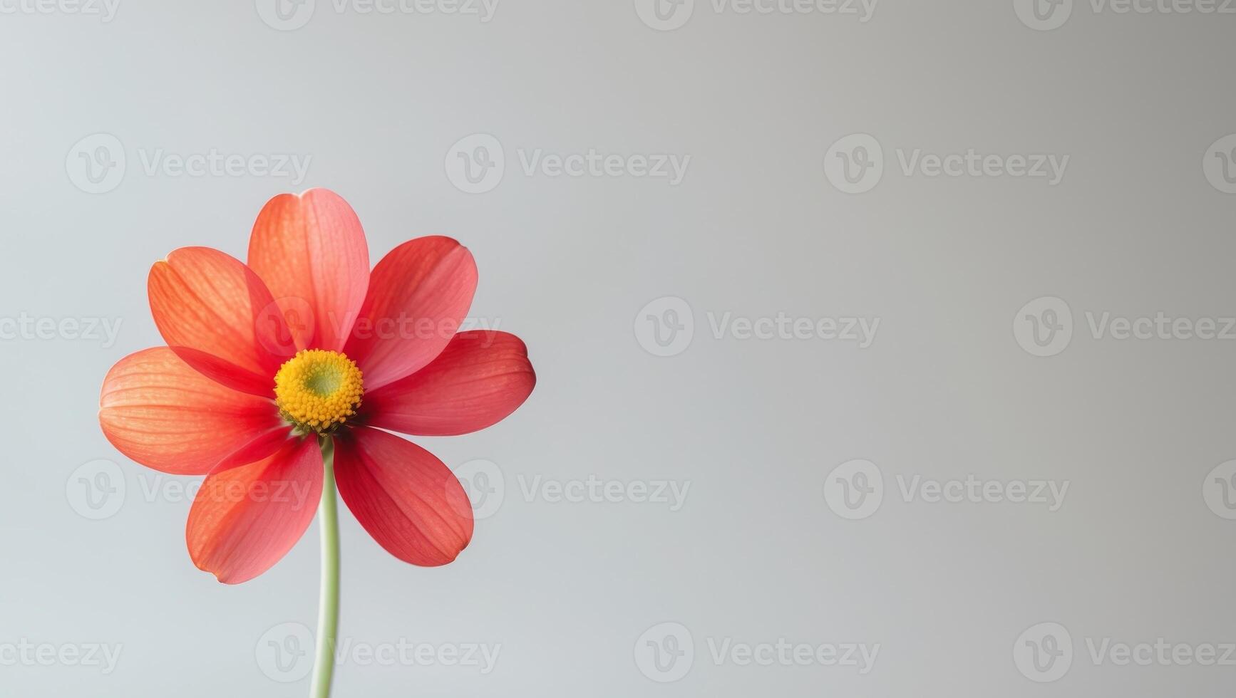 there is a close up of a red flower with yellow center. photo