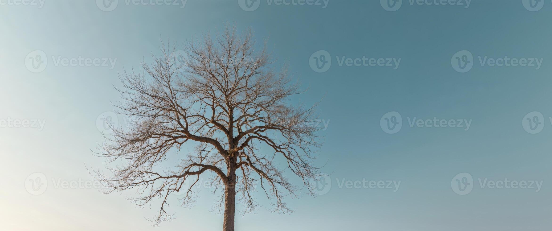 A lone tree stands in the middle of a field photo