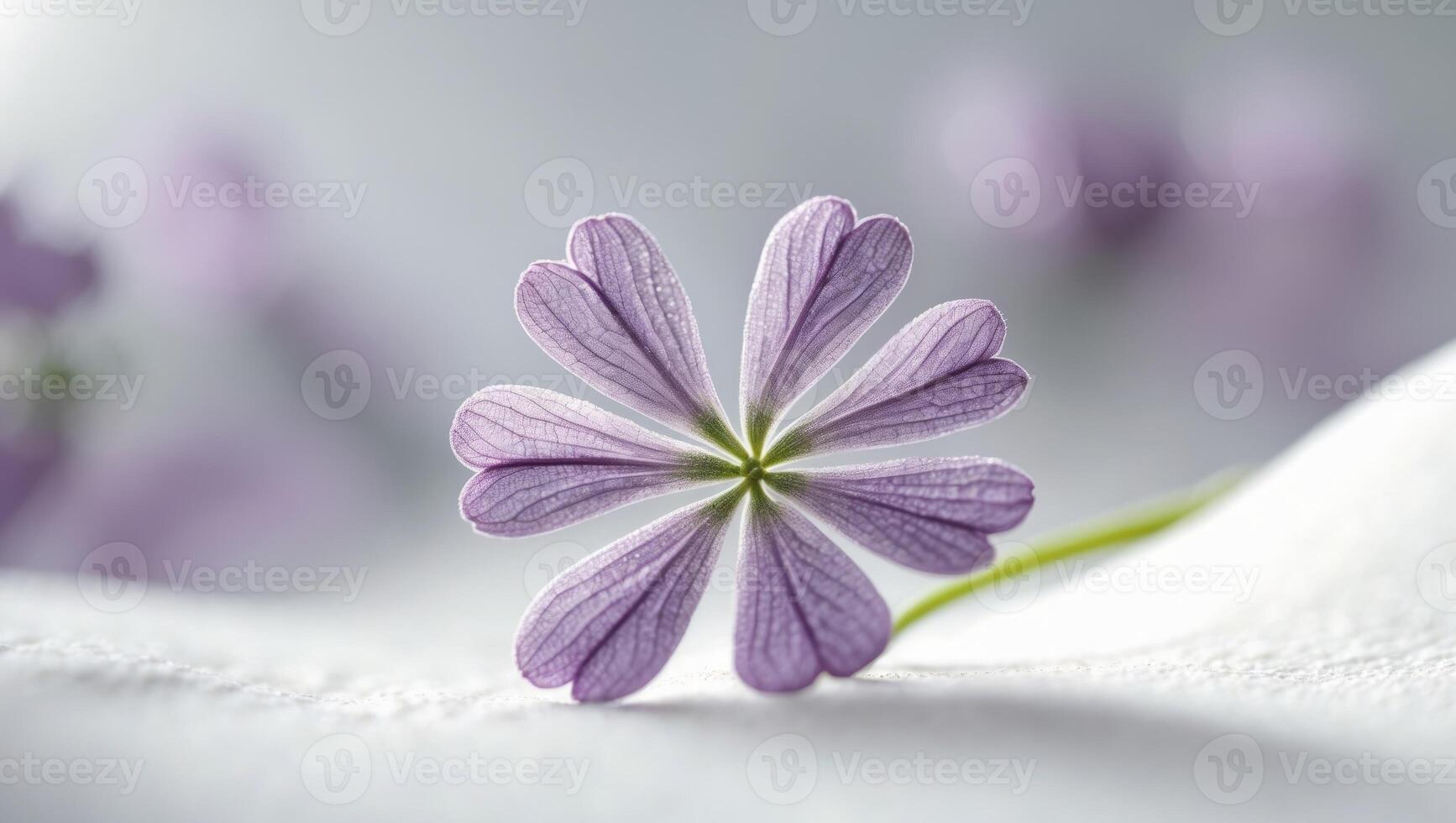 clover flower near up image of a lilac wildflower macro pictures photo