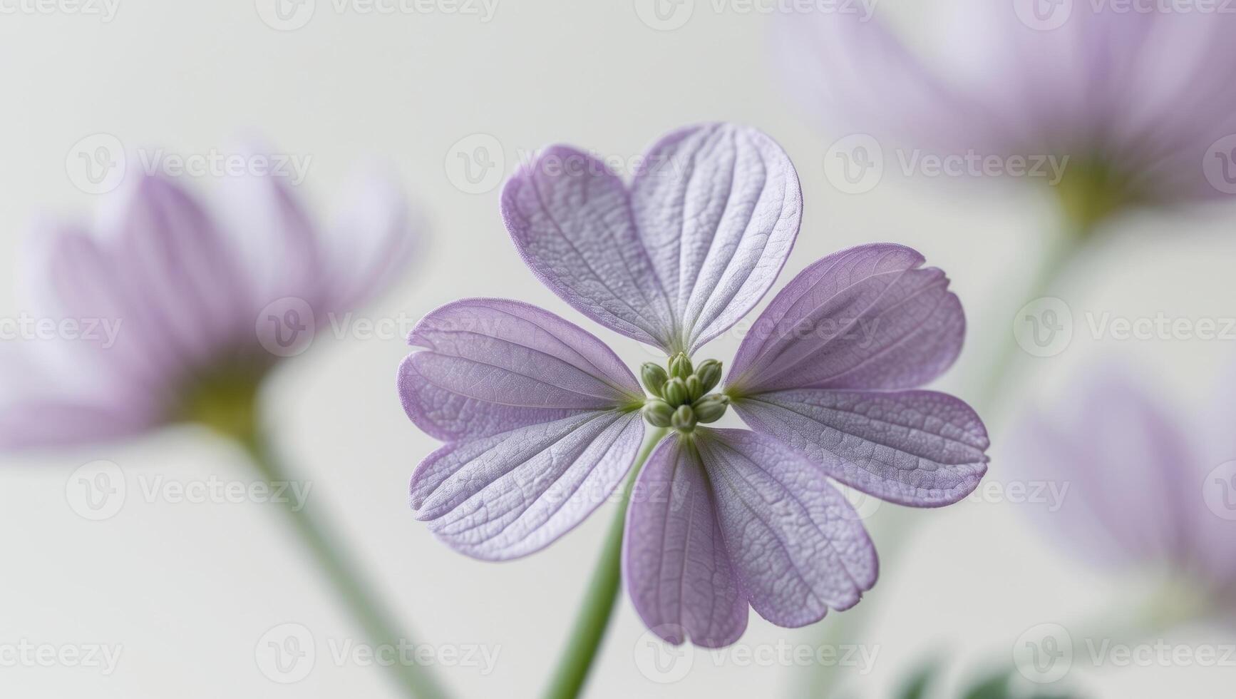 clover flower near up image of a lilac wildflower macro pictures. photo