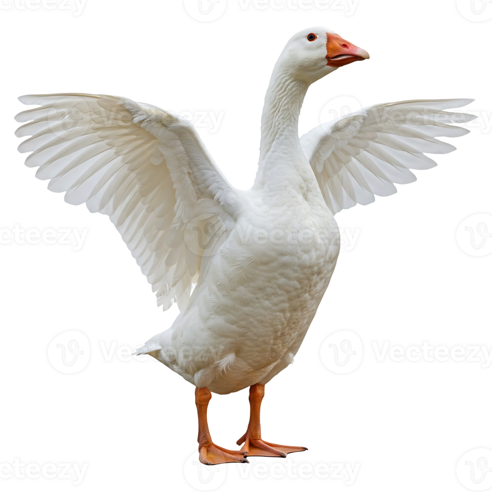 White Goose Spreading Wings on Transparent Background Isolated Image png