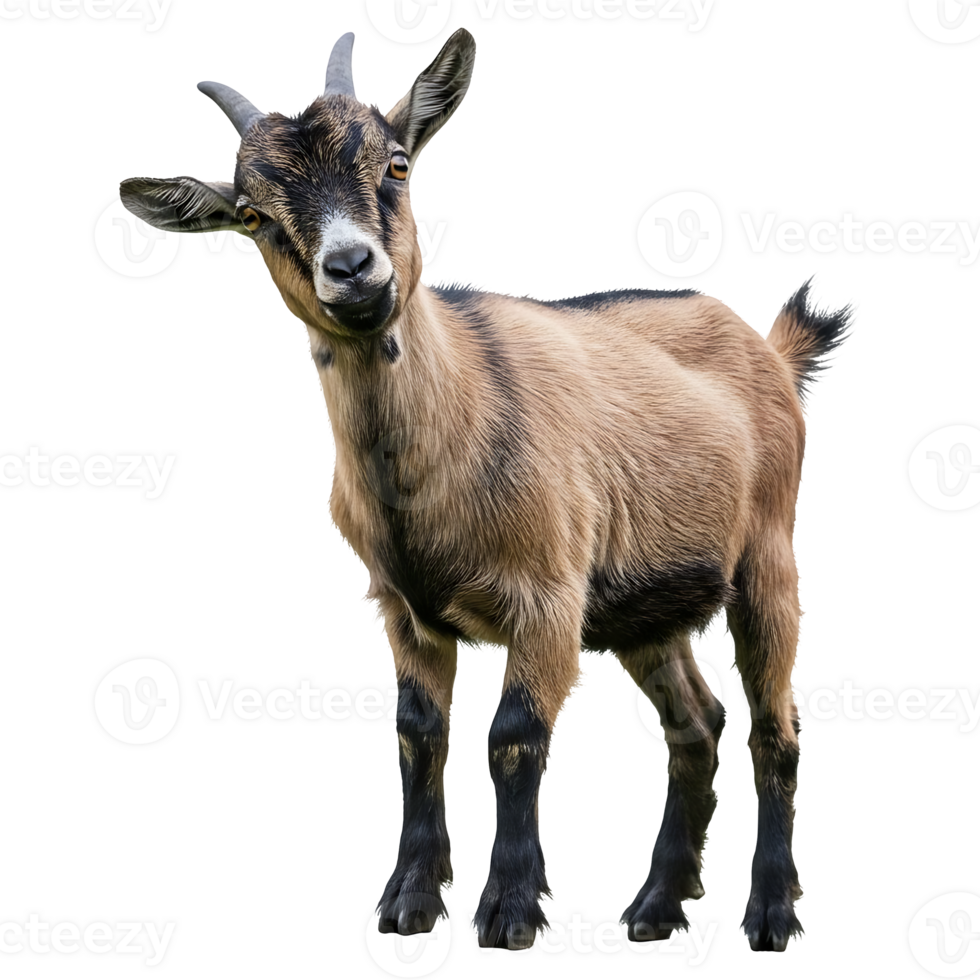 Curious Young Goat Poses for Portrait png
