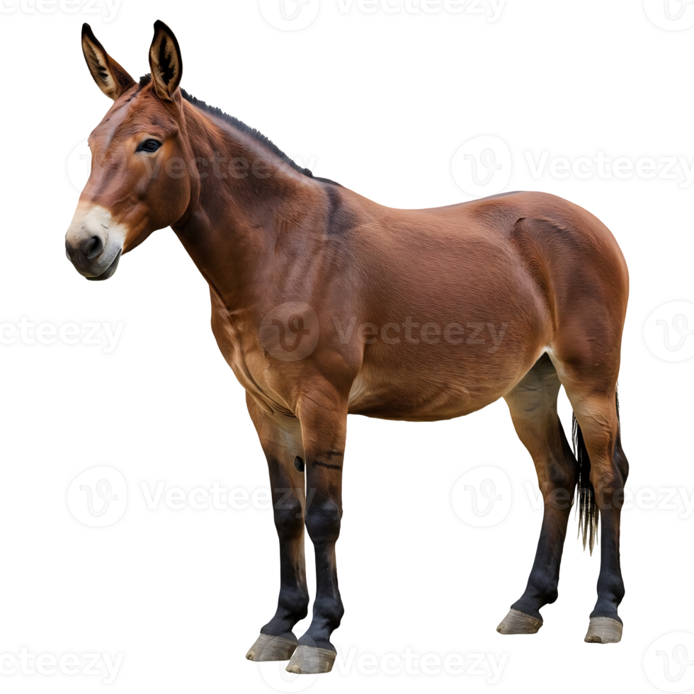 Robust Chestnut Mule Standing Proudly png