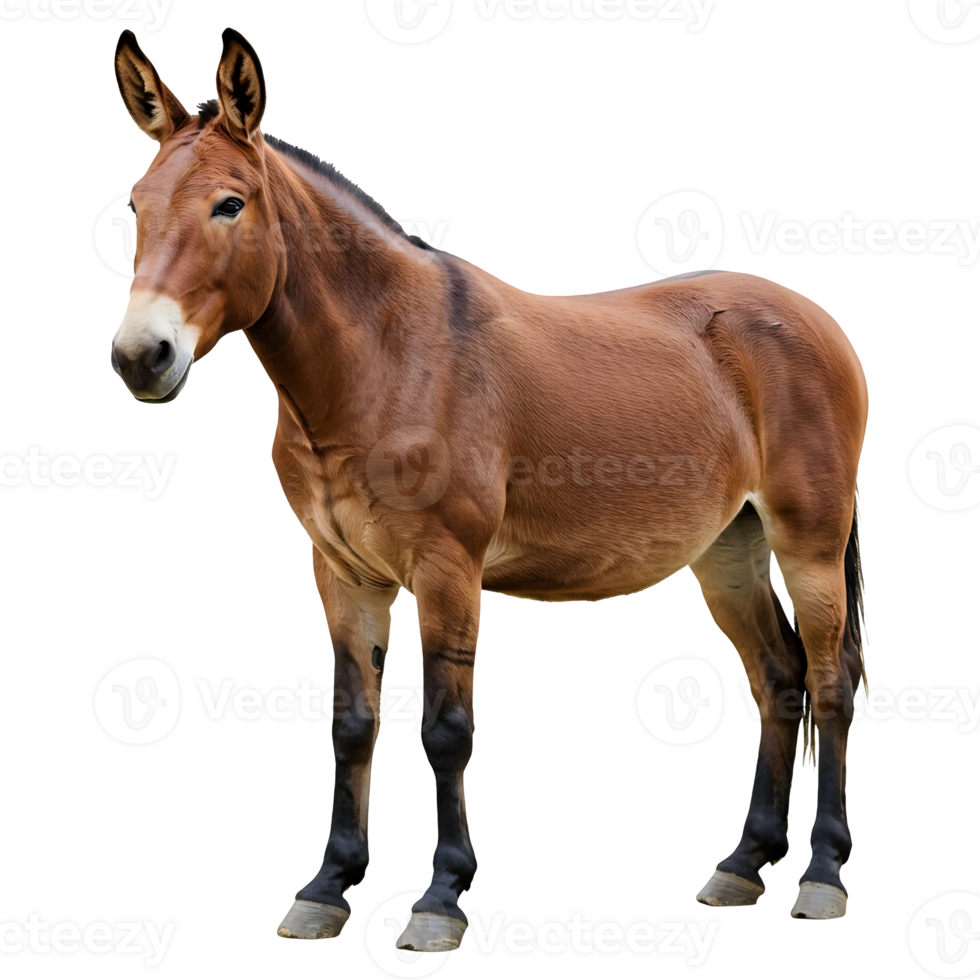 Full Body Portrait of a Mule with Dark Legs Visible png