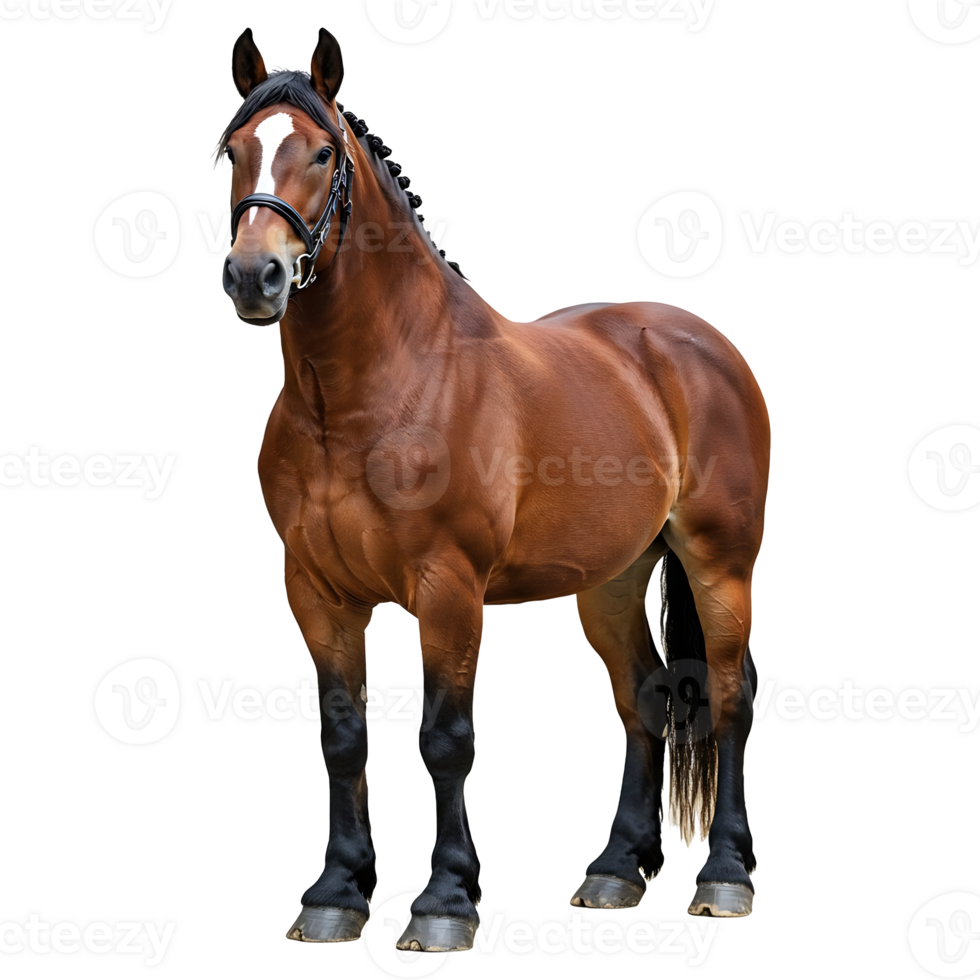 Studio Shot of a Brown Horse with White Stripe on Face png