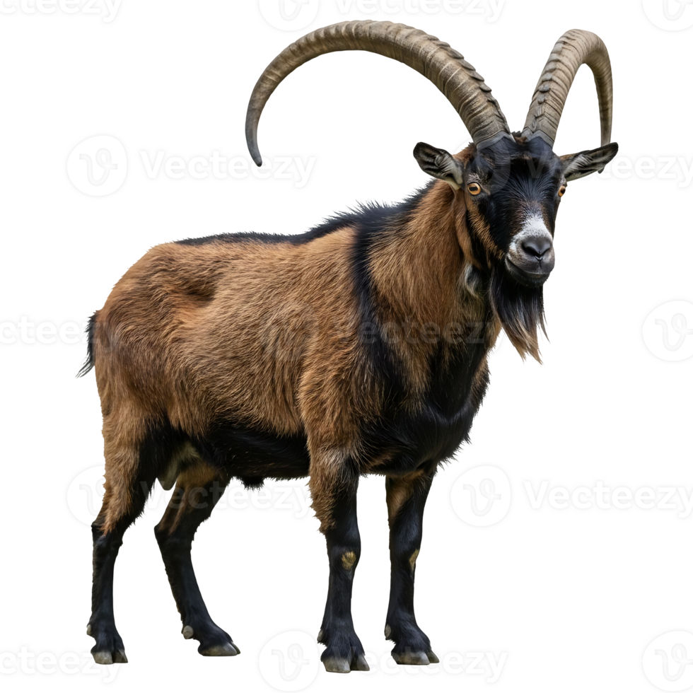 Magnificent Markhor Goat with Long Curving Horns png