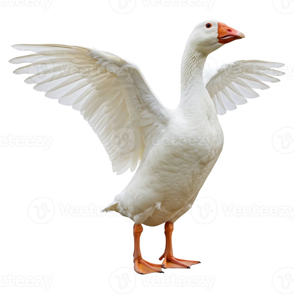 Majestic White Goose Spreads Its Wings png