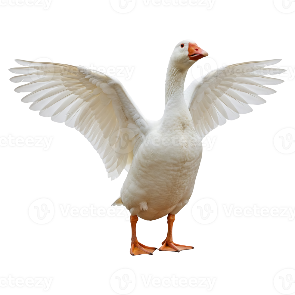 Majestic White Goose Spreads Wide Wings png